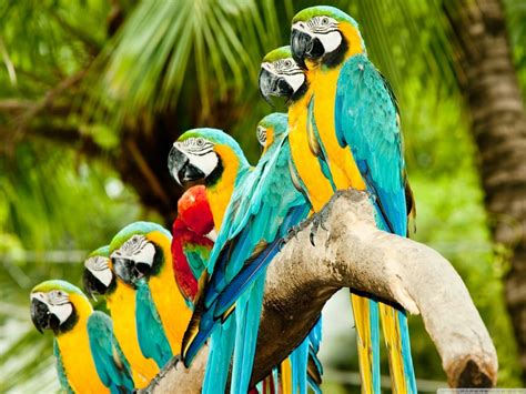 Dreamstime is the world`s largest stock photography community. Blue And Gold Macaw Parrots Ultra HD Desktop Background ...