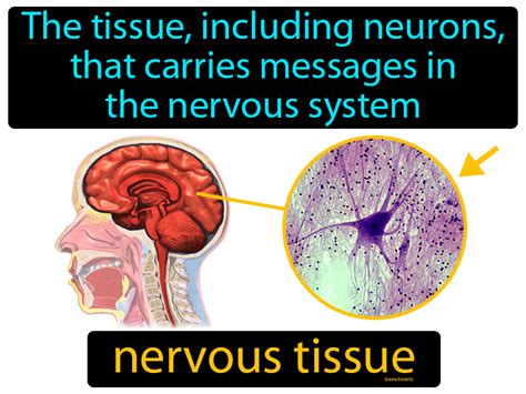 Nervous Tissue Definition And Image Gamesmartz