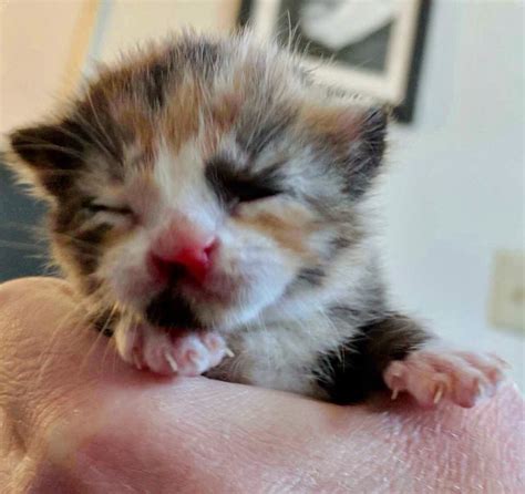 Couple Saves Tiny Calico Kitten Born With Cleft Lip And Turns Her Life