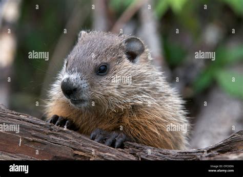 Close Up Of A Baby Groundhog Or Woodchuck Marmota Monax Sitting On