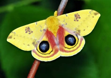 Why Do Butterflies And Moths Have Such Detailed Wings