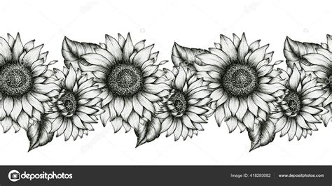 Black White Sunflowers Seamless Border Realistic Wildflowers Decorative