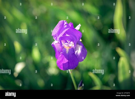 Beautiful Purple Iris Flower Bud Focus On Flower Bokeh Background