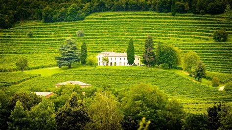 The Worlds Finest Luxury Vineyards Octavian