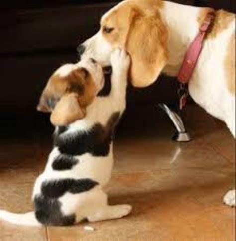 13 Things All Beagle Owners Know To Be True Baby Beagle Cute Beagles