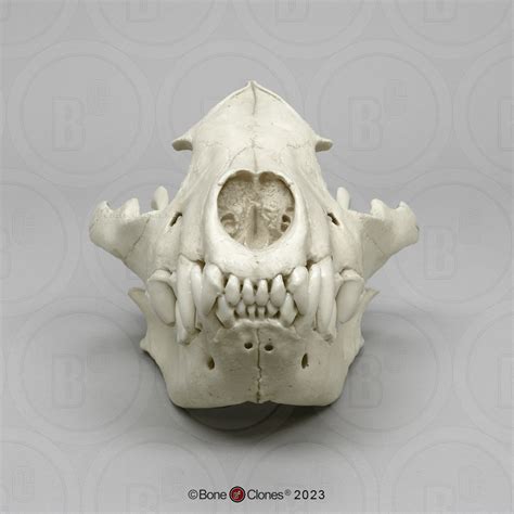 Hyena Skull Bone Clones Inc Osteological Reproductions