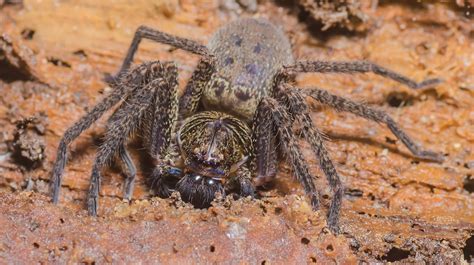 Brown Huntsman Spider Heteropoda Jugulans Candy Tan Flickr