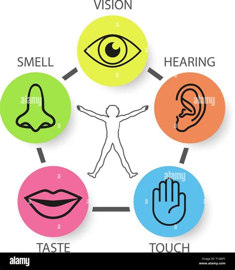 Icon Set Of Five Human Senses Vision Smell Hearing Touch Taste