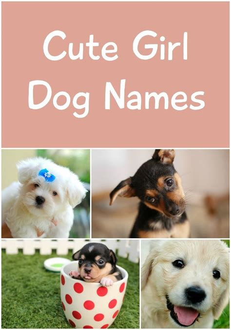 Names My Dogs Name Girl Dog Names Cute Girl Dog Names Cute Girl