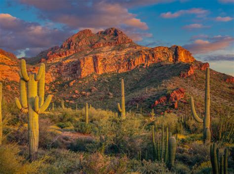 Sonoran Desert Stock Photos Pictures And Royalty Free Images Istock
