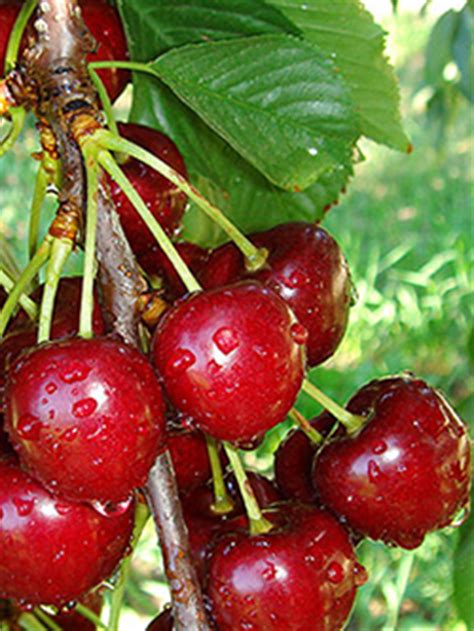 Learn more about what fruit trees you can grow in washington state. Lambert | WSU Tree Fruit | Washington State University