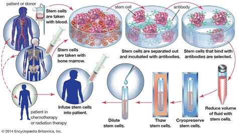 Stem Cell Regeneration Differentiation Tissue Repair Britannica