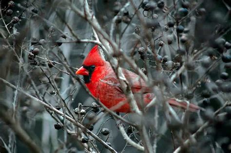 The Red Cardinal Symbolism Biblical And Spiritual Meaning And What