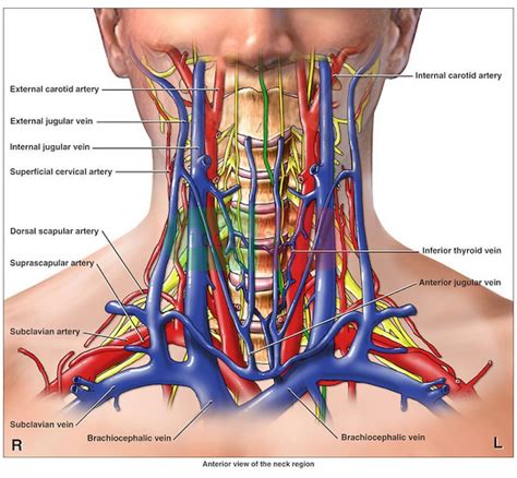 Anterior View Of The Neck Region Artery Vein And Nerves Diagram