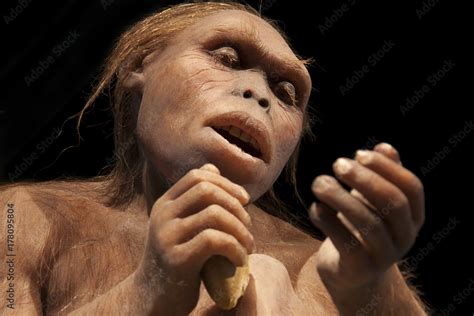 Australopithecus Afarensis Stock Illustration Adobe Stock