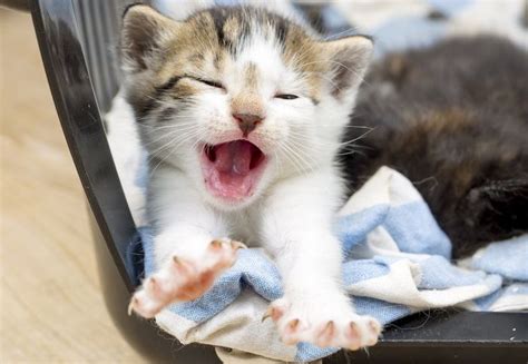 5 Subtle Signs Your Kitten Needs To Pee Or Poop