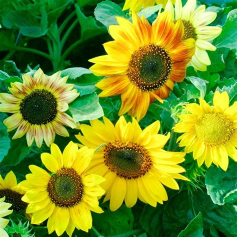Bulk Sunflower Seeds Buy In Bulk Bulk Wildflowers