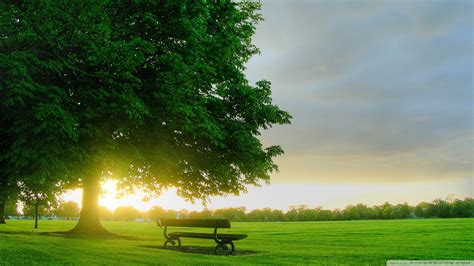 Sunrise Landscapes Nature Trees Forests Grass Summer Bench