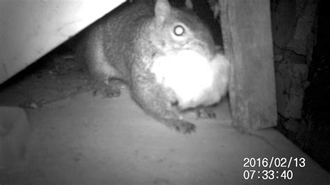Squirrel In The Loft Youtube