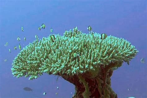 Zanzibar Island Sea Coral Reef Vegitation Bio Diversity Of