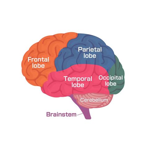 Vector Illustration Of Human Brain Anatomy Structure Stock Image