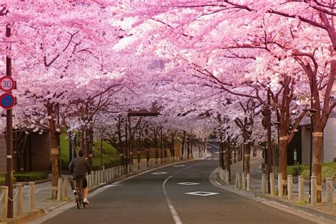 Chery Blossom Road In Tokyo Pics