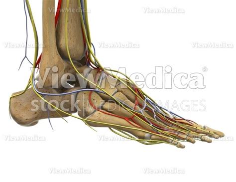 Viewmedica Stock Art Foot And Ankle With Arteries Veins And Nerves