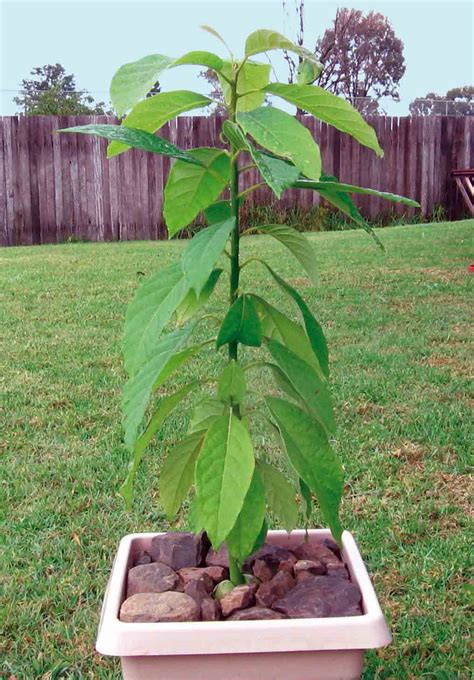 Maybe you would like to learn more about one of these? Avocado, si coltiva anche in Italia e fa frutto se ...