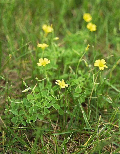 Images Of Lawn Weeds With Yellow Flowers A Tool To Identify Common