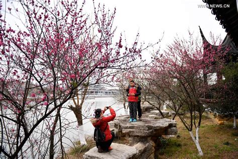 Plum Trees In Blossom In East Chinas Jiangxi 2 Cn