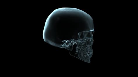 3d Medical Animation Of A Skull Rotating Loop 5632378 Stock Video At