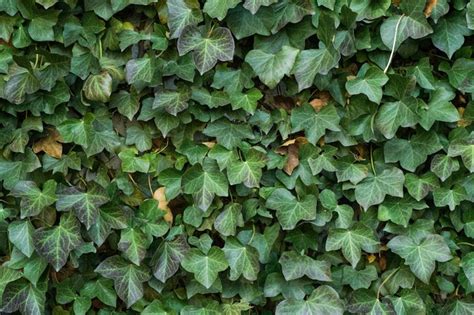 Ivy Most Effective Green Wall Plant For Cooling Buildings Says Rhs