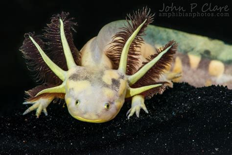 Barred Tiger Salamander Ambystoma Mavortium Mavortium Flickr