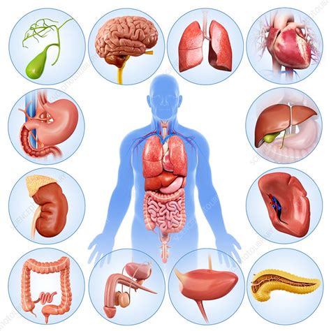 Male Internal Organs Human Organs Diagram Male Koibana Info Anatomy