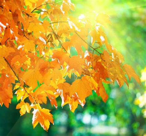 Autumn Maple Trees In Park And Sunshine Stock Image Image Of Tree