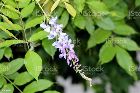 Wisteria Woody Climbing Vine Flowering Plant With Partially Open