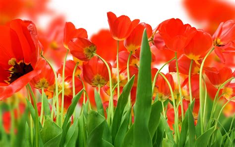 Banco De Imágenes Tulipanes De Colores Para El Día De Las Madres 33
