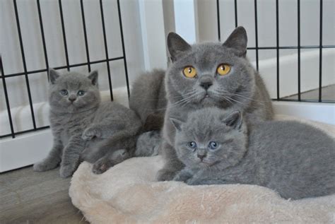 We are specialized on breeding solid blue,lilac,chocolate,tortie,cream and bicolors british shorthair we have available british shorthair kittens. British Shorthair Kittens - GCCF Reg | Verwood, Dorset ...
