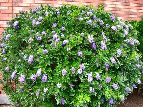 These exquisite shrubs will attract your attention but won't tempt the deer that roam your neighborhood at night. Pin on Garden Wisdom