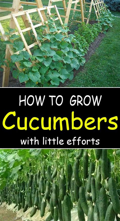 An Amazing Way To Grow Cucumbers With Little Effort Growing