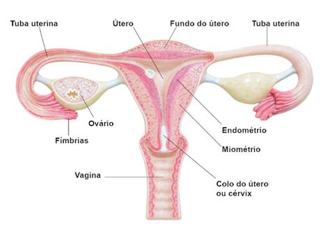Vagina Caracter Sticas Sistema Reprodutor Feminino Biologia Net