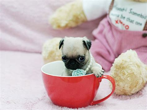 Check spelling or type a new query. The Truth Behind The Teacup Pug And The Chug