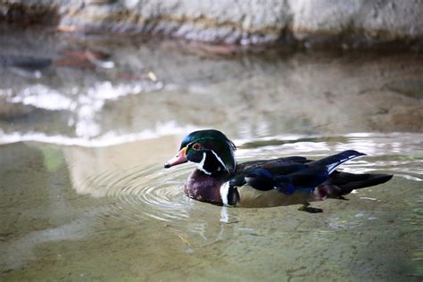 Ducks Of The Aviaries Reid Park Zoo