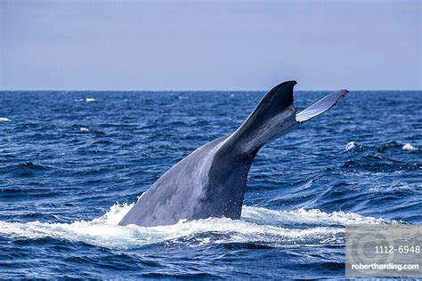 An Adult Blue Whale Balaenoptera Stock Photo
