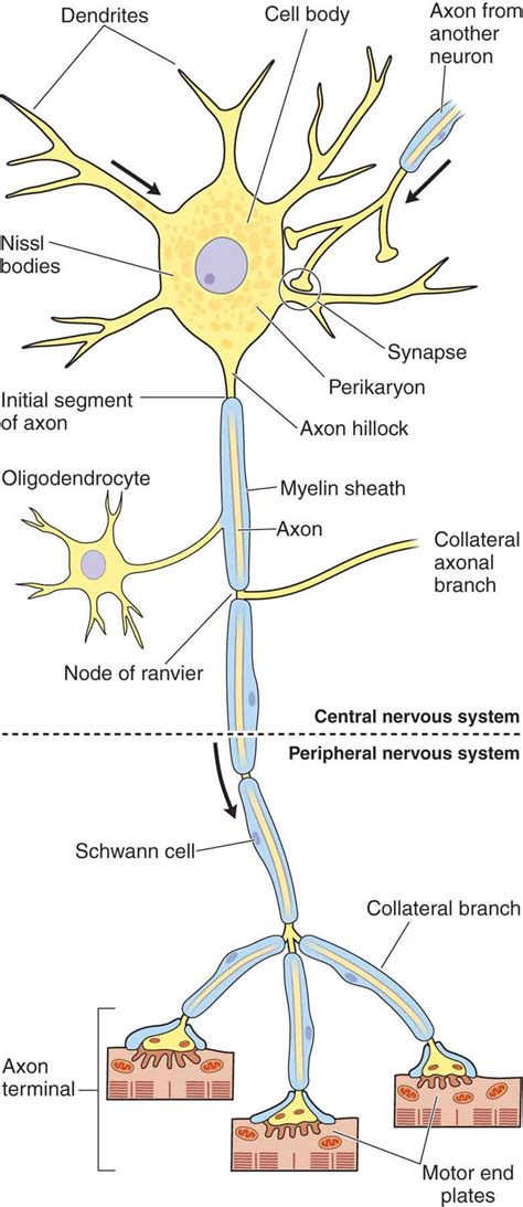 Serious games to learn anatomy. Nervous System Diagram Drawing - Muscular System Diagram ...