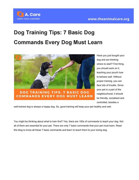 Dog Training Tips 7 Basic Dog Commands Every Dog Must Learn By Ewan