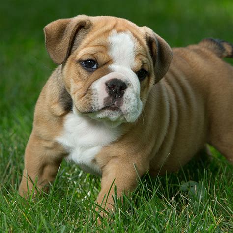 Find bulldog puppies and breeders in your area and helpful bulldog information. Florida English Bulldog Puppies For Sale From Top Breeders