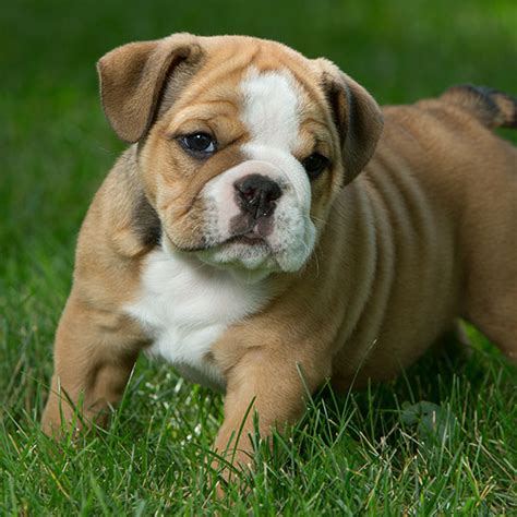 Akc pet english bulldog, fawn & white female, 6 weeks old. Florida English Bulldog Puppies For Sale From Top Breeders