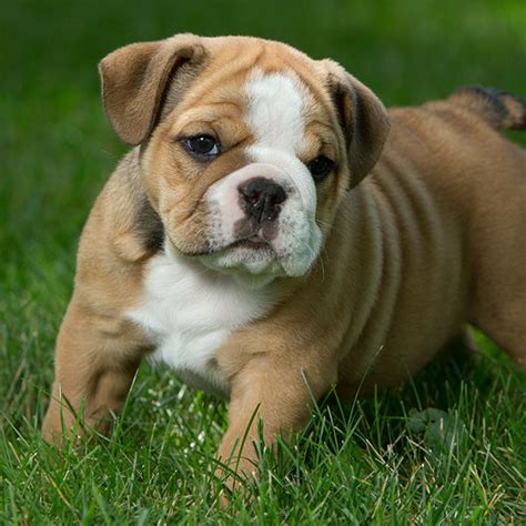 Contact orlando english bulldog breeders near you using our free english bulldog breeder search tool below! Florida English Bulldog Puppies For Sale From Top Breeders