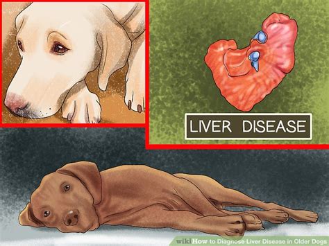End stage liver disease in dogs is often one of the most painful and difficult things for an owner to witness. How to Diagnose Liver Disease in Older Dogs: 9 Steps